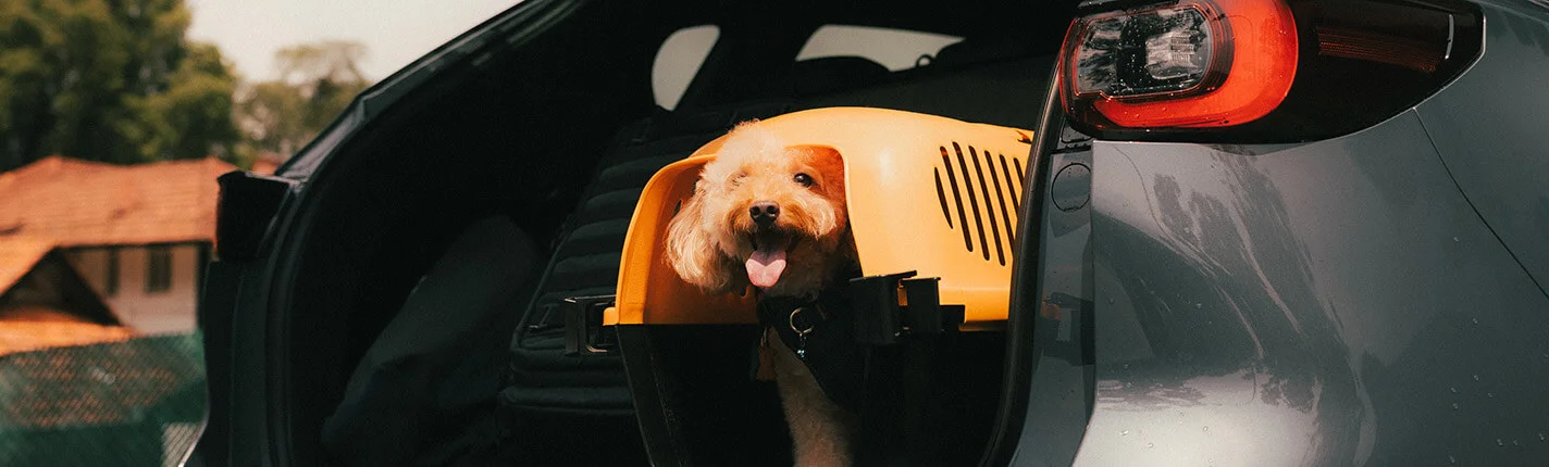 Happy dog in yellow pet carrier inside car trunk.